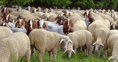 Goat sheep rearing