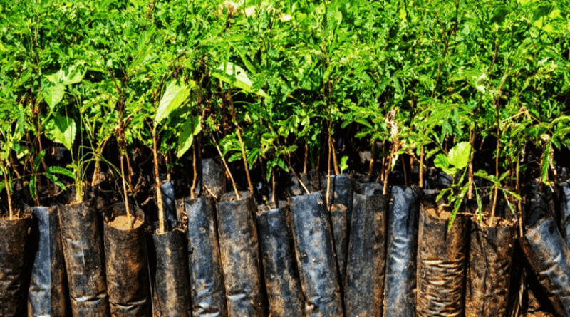 Tree Planting Grant Scheme under MGNREGA