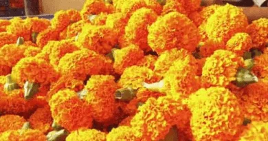 झेंडूची फुले अशी विकून भरपूर नफा मिळवा