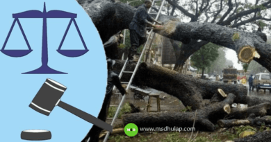 महाराष्ट्र झाडे तोडण्याबाबत शासन नियम