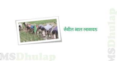 Colored rice cultivation experiment Rangit Bhat Lagwad