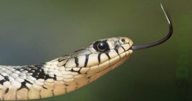 snakebite