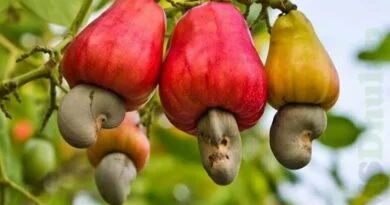 काजू Cashew processing industry Grant Fund