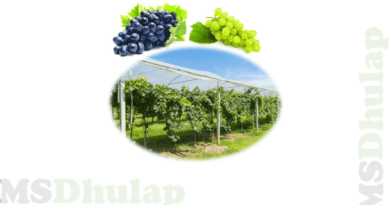 द्राक्ष पिक