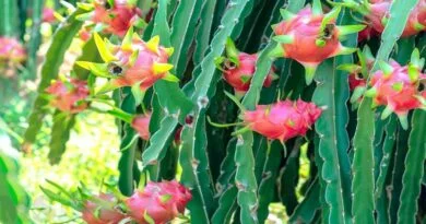 Dragon Fruit