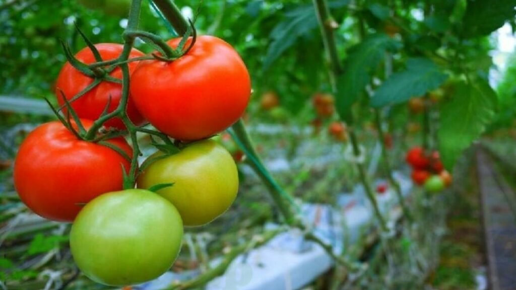 tomato