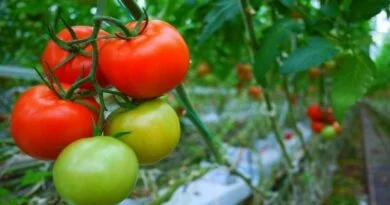 tomato